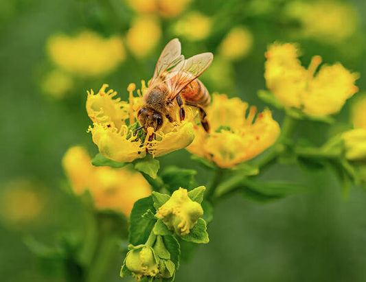 Landscape of a bee and yellow flowers - Art Print