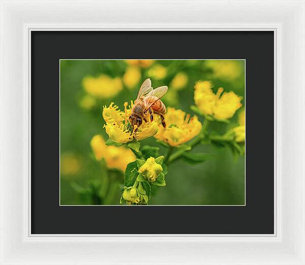 Landscape of a bee and yellow flowers - Framed Print
