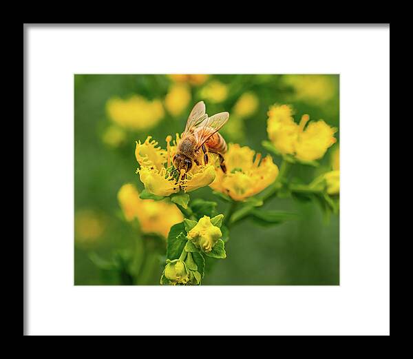 Landscape of a bee and yellow flowers - Framed Print