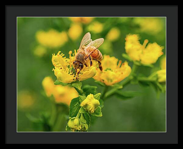 Landscape of a bee and yellow flowers - Framed Print