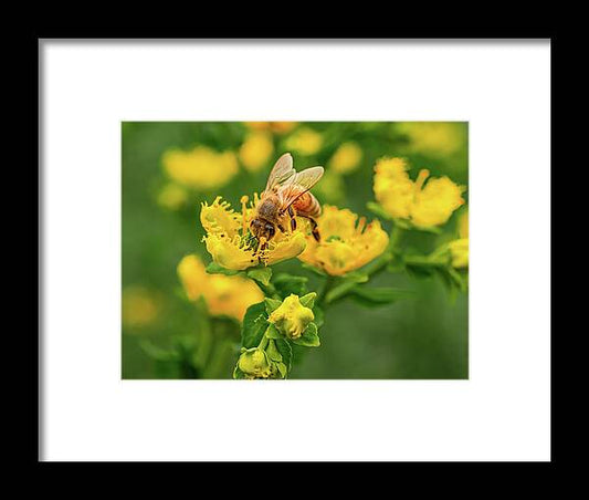 Landscape of a bee and yellow flowers - Framed Print