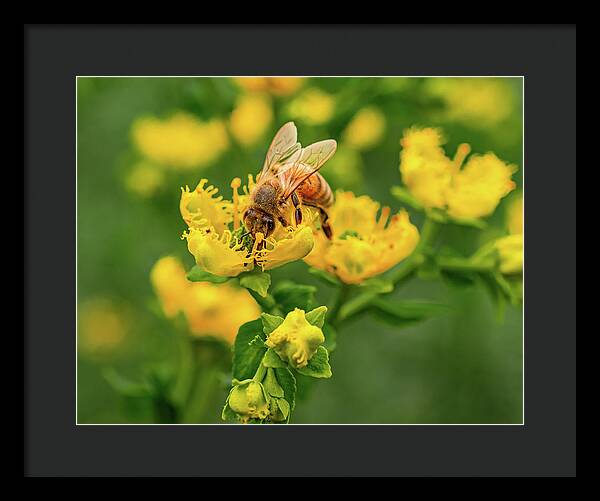Landscape of a bee and yellow flowers - Framed Print