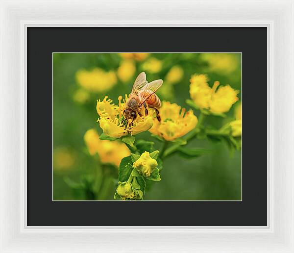 Landscape of a bee and yellow flowers - Framed Print