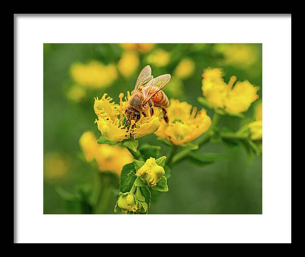 Landscape of a bee and yellow flowers - Framed Print