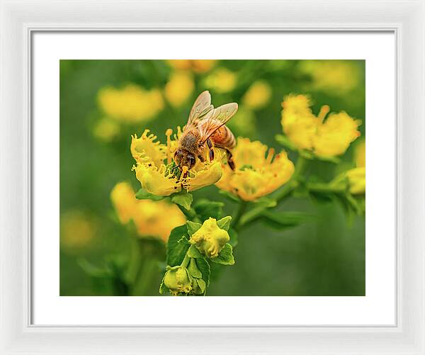 Landscape of a bee and yellow flowers - Framed Print