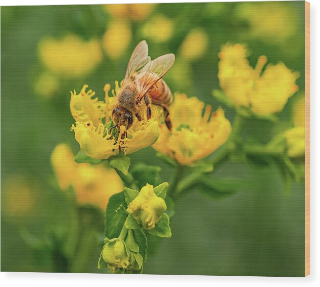 Landscape of a bee and yellow flowers - Wood Print