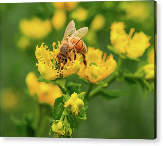 Landscape of a bee and yellow flowers - Acrylic Print