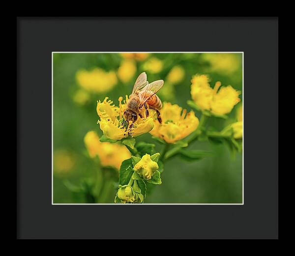 Landscape of a bee and yellow flowers - Framed Print
