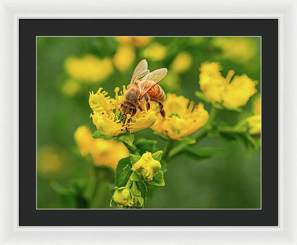 Landscape of a bee and yellow flowers - Framed Print