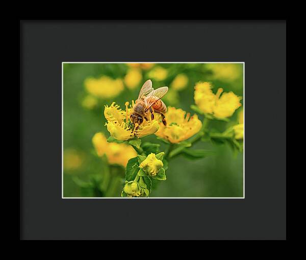 Landscape of a bee and yellow flowers - Framed Print