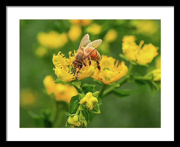Landscape of a bee and yellow flowers - Framed Print