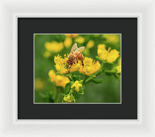 Landscape of a bee and yellow flowers - Framed Print