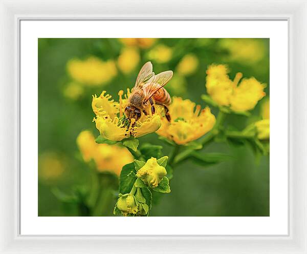 Landscape of a bee and yellow flowers - Framed Print