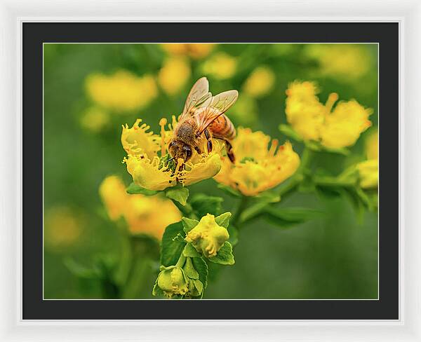 Landscape of a bee and yellow flowers - Framed Print