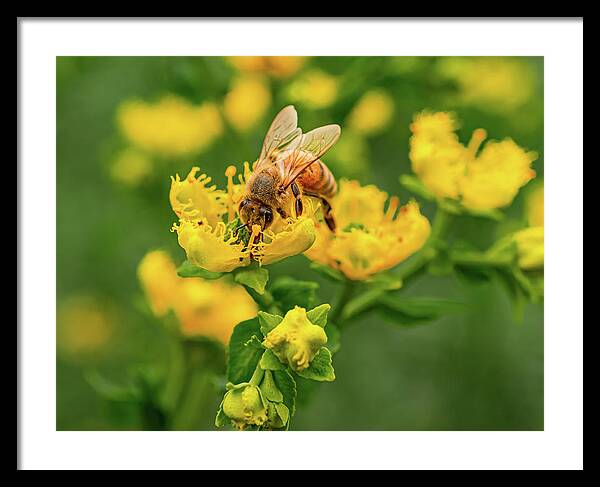 Landscape of a bee and yellow flowers - Framed Print