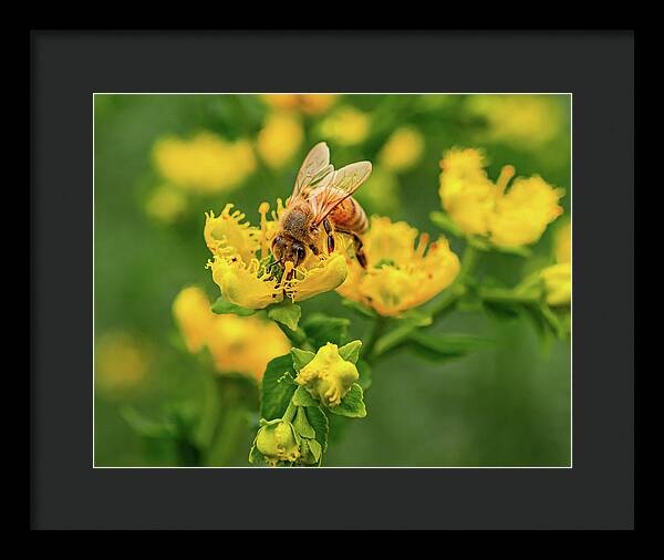 Landscape of a bee and yellow flowers - Framed Print