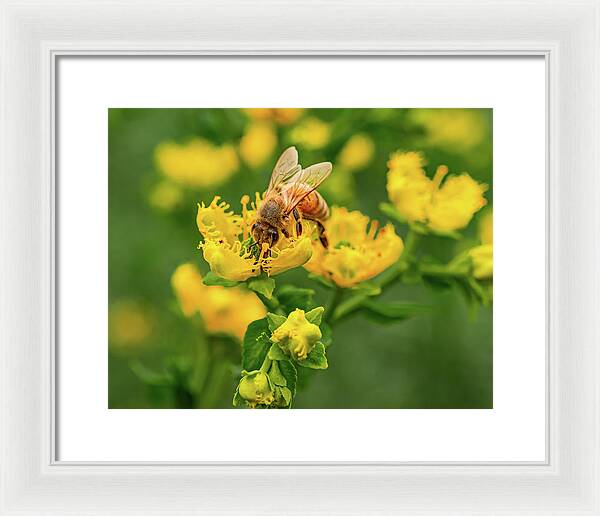 Landscape of a bee and yellow flowers - Framed Print