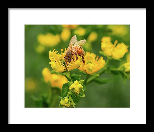 Landscape of a bee and yellow flowers - Framed Print