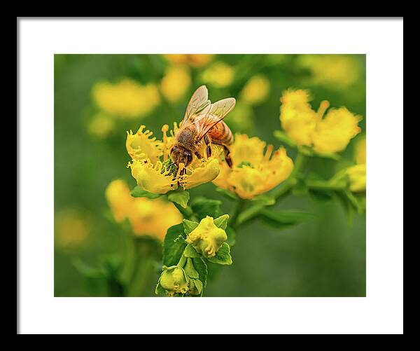 Landscape of a bee and yellow flowers - Framed Print