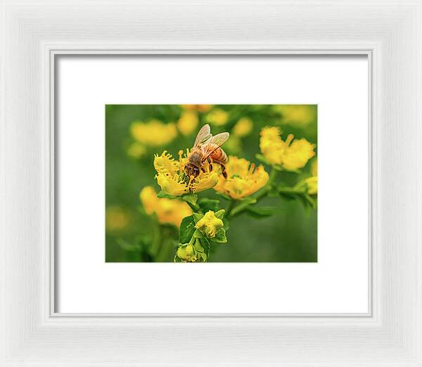Landscape of a bee and yellow flowers - Framed Print