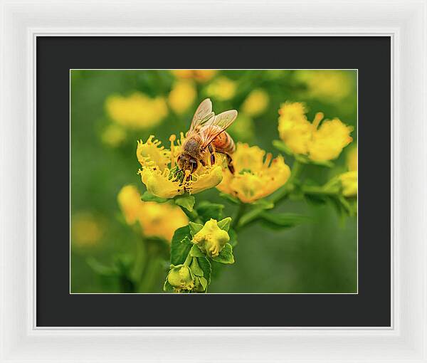Landscape of a bee and yellow flowers - Framed Print