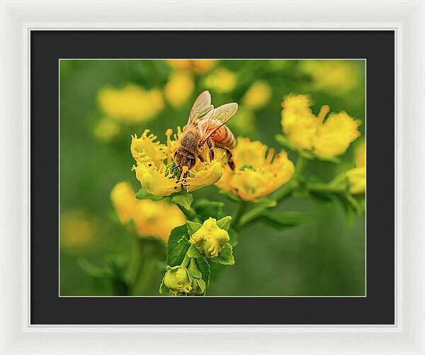 Landscape of a bee and yellow flowers - Framed Print