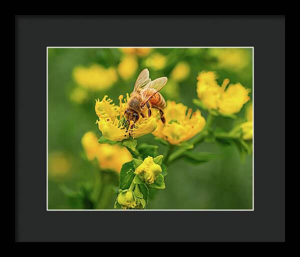 Landscape of a bee and yellow flowers - Framed Print