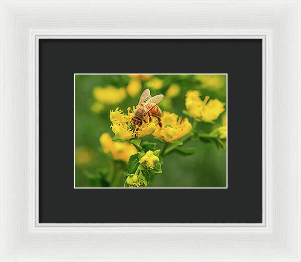 Landscape of a bee and yellow flowers - Framed Print