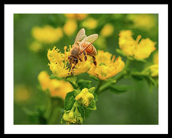 Landscape of a bee and yellow flowers - Framed Print