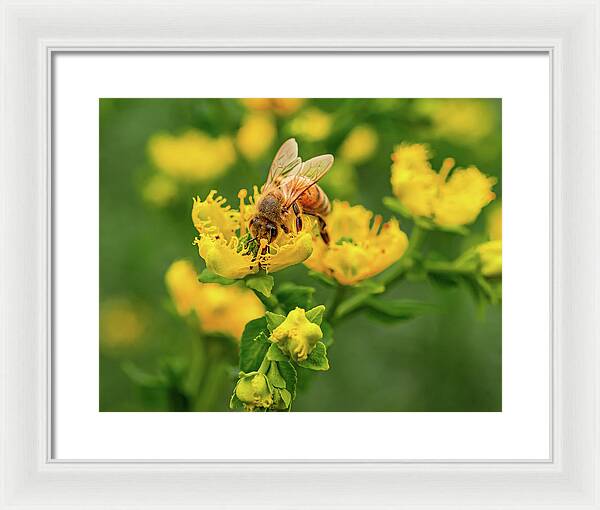 Landscape of a bee and yellow flowers - Framed Print