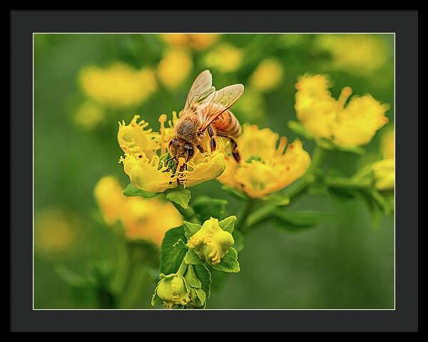 Landscape of a bee and yellow flowers - Framed Print