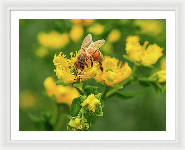Landscape of a bee and yellow flowers - Framed Print