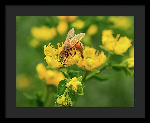 Landscape of a bee and yellow flowers - Framed Print