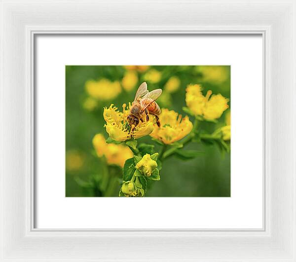 Landscape of a bee and yellow flowers - Framed Print