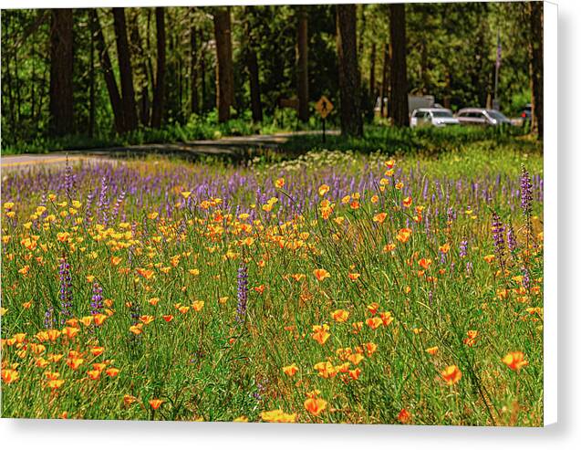 Landscape of Wild Flowers - Canvas Print