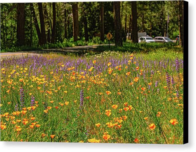 Landscape of Wild Flowers - Canvas Print