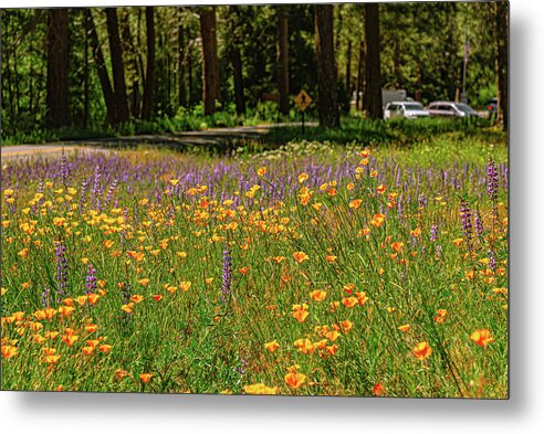 Landscape of Wild Flowers - Metal Print