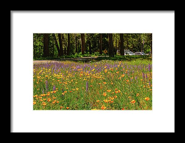Landscape of Wild Flowers - Framed Print