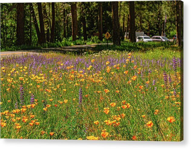 Landscape of Wild Flowers - Acrylic Print