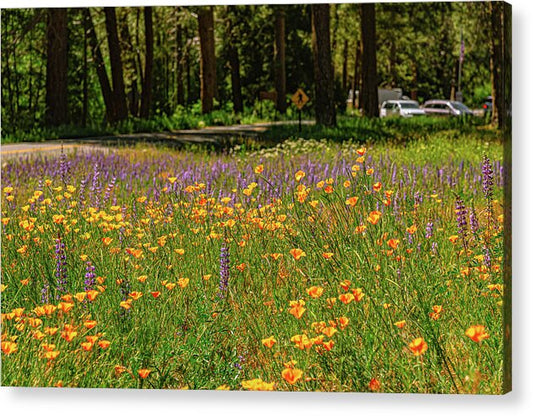 Landscape of Wild Flowers - Acrylic Print