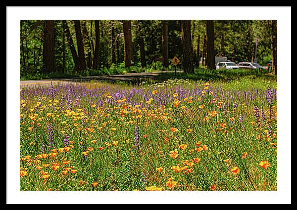 Landscape of Wild Flowers - Framed Print