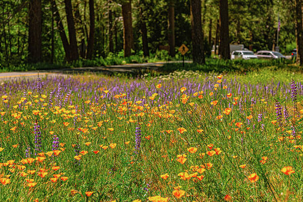 Landscape of Wild Flowers - Art Print