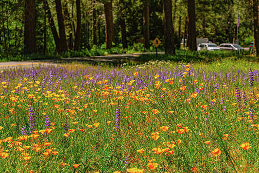 Landscape of Wild Flowers - Art Print