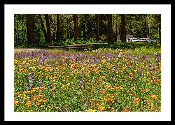 Landscape of Wild Flowers - Framed Print