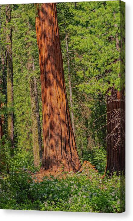Large Sequoia Tree and Forest - Canvas Print