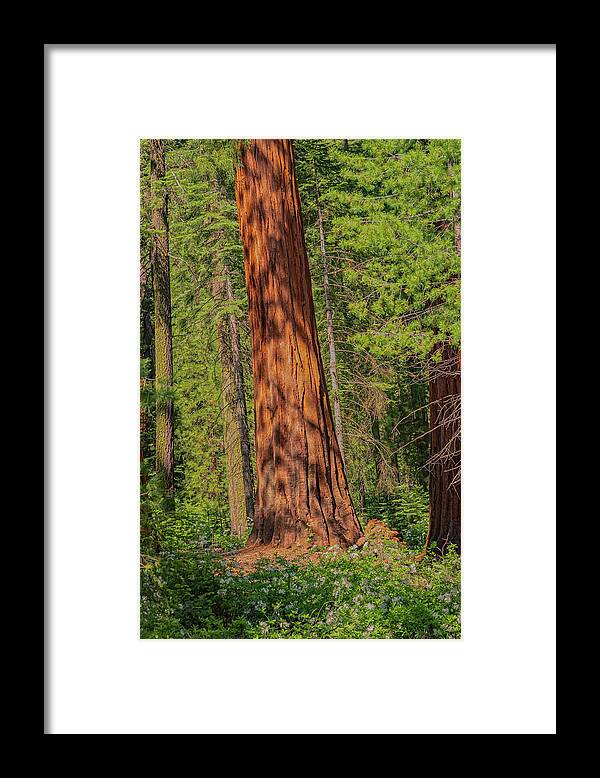 Large Sequoia Tree and Forest - Framed Print