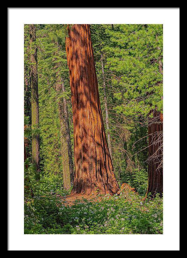 Large Sequoia Tree and Forest - Framed Print