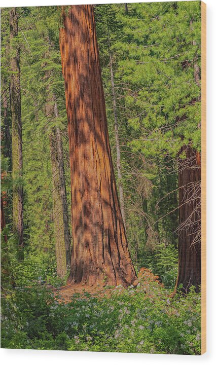 Large Sequoia Tree and Forest - Wood Print