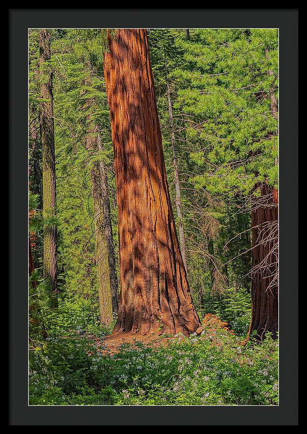 Large Sequoia Tree and Forest - Framed Print