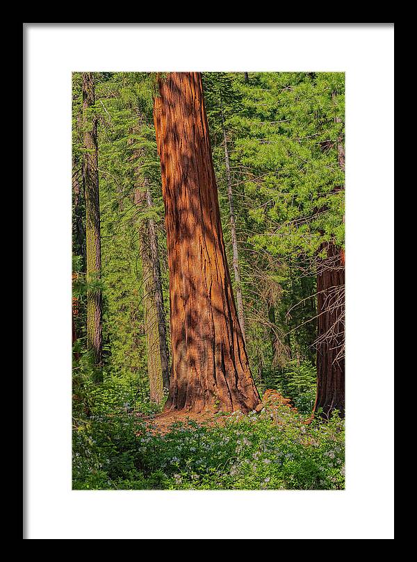 Large Sequoia Tree and Forest - Framed Print